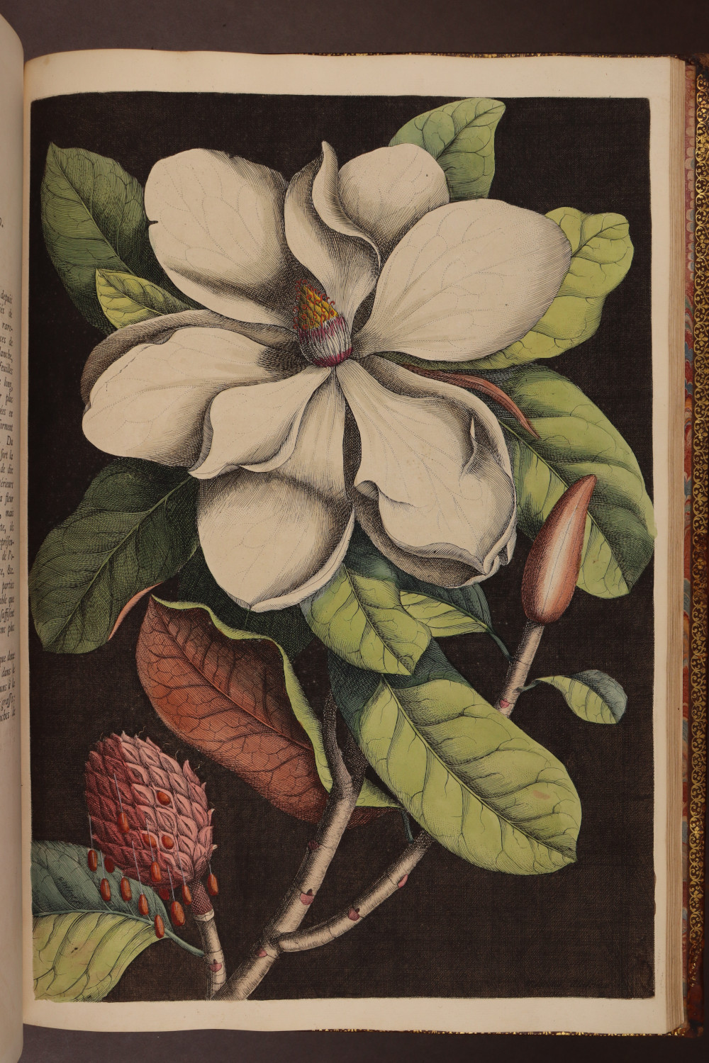 Plate 80